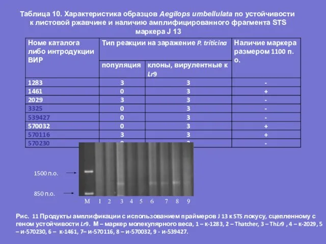 Таблица 10. Характеристика образцов Aegilops umbellulata по устойчивости к листовой ржавчине и