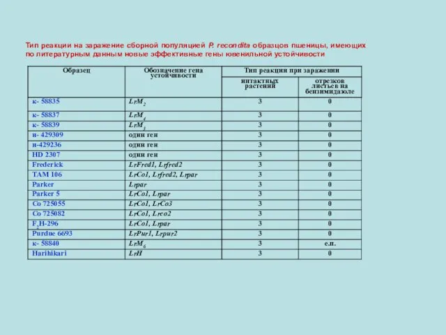 Тип реакции на заражение сборной популяцией P. recondita образцов пшеницы, имеющих по