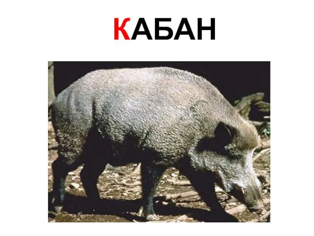 КАБАН