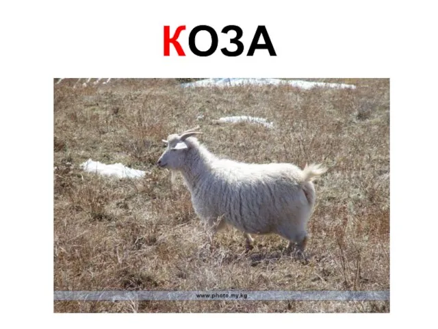 КОЗА