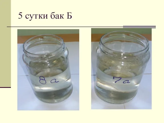 5 сутки бак Б