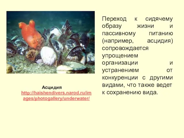 Переход к сидячему образу жизни и пассивному питанию (например, асцидия) сопровождается упрощением