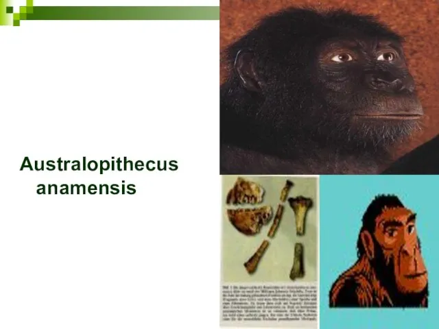 Australopithecus anamensis