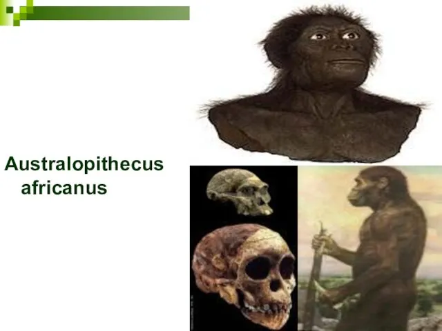 Australopithecus africanus