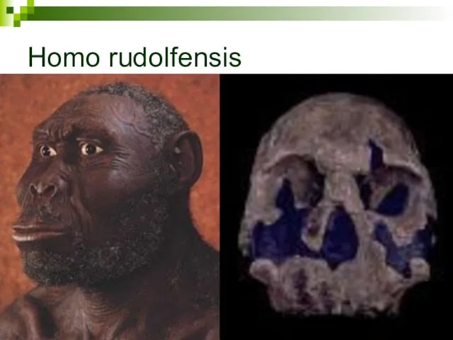 Homo rudolfensis