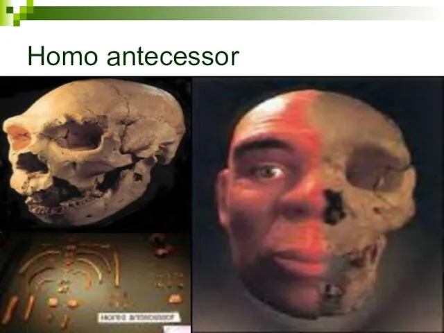 Homo antecessor