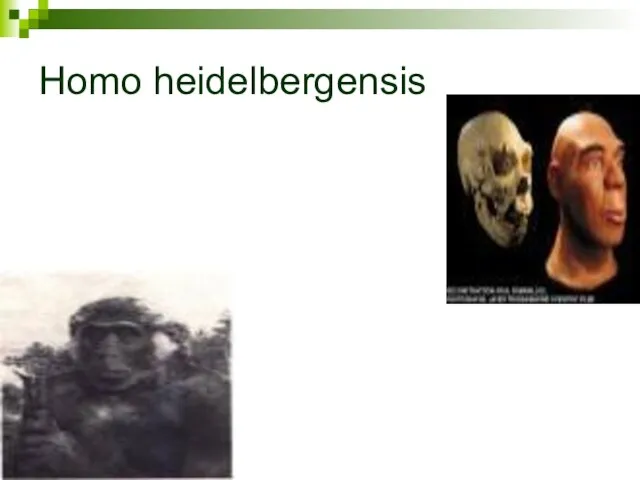 Homo heidelbergensis