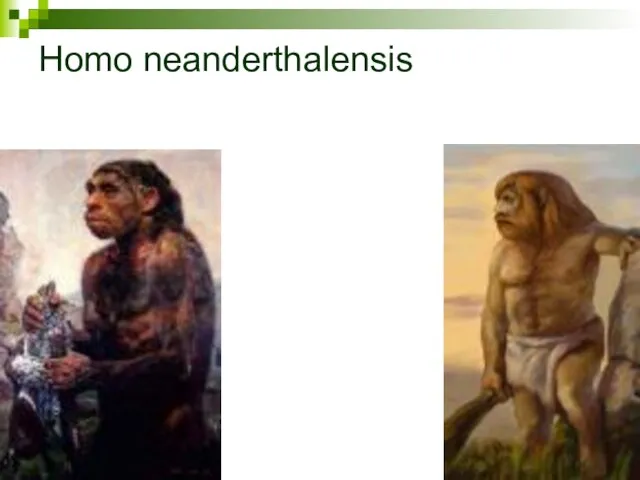 Homo neanderthalensis