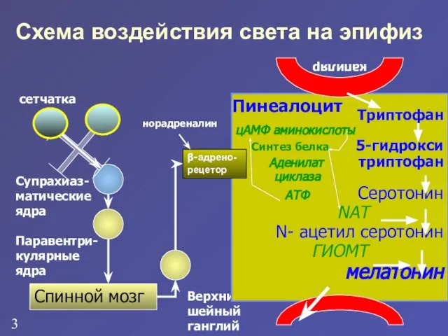 Схема воздействия света на эпифиз сетчатка Супрахиаз-матические ядра Паравентри-кулярные ядра Спинной мозг