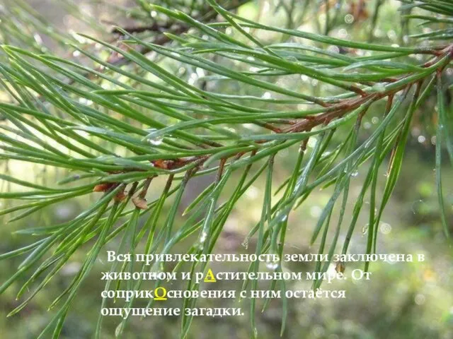 Вся привлекательность земли заключена в животном и рАстительном мире. От соприкОсновения с ним остаётся ощущение загадки.