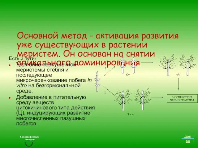 Основной метод - активация развития уже существующих в растении меристем. Он основан