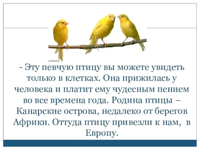 - Эту певчую птицу вы можете увидеть только в клетках. Она прижилась