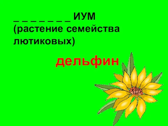 _ _ _ _ _ _ _ ИУМ (растение семейства лютиковых) дельфин