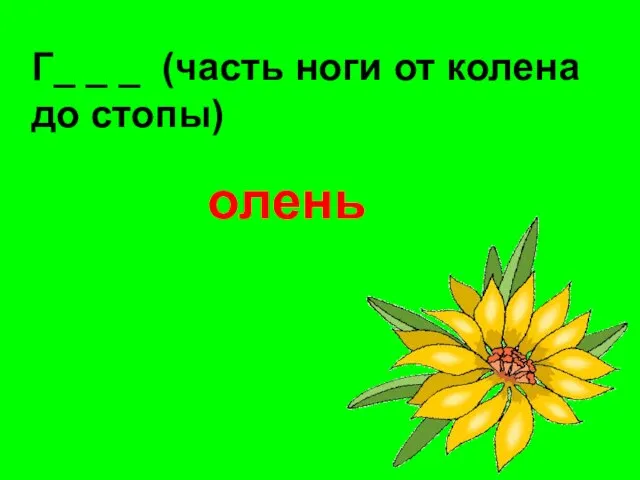 Г_ _ _ (часть ноги от колена до стопы) олень