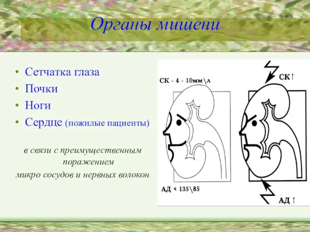 Органы мишени Сетчатка глаза Почки Ноги Сердце (пожилые пациенты) в связи с