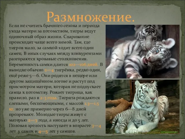 Если не считать брачного сезона и периода ухода матери за потомством, тигры