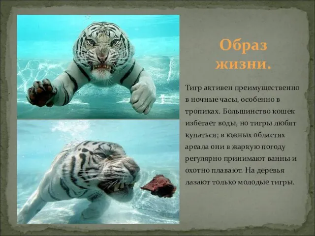 Тигр активен преимущественно в ночные часы, особенно в тропиках. Большинство кошек избегает