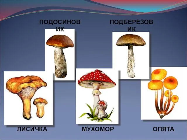 ПОДОСИНОВИК ПОДБЕРЁЗОВИК МУХОМОР ОПЯТА ЛИСИЧКА