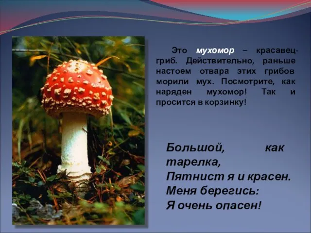 Это мухомор – красавец-гриб. Действительно, раньше настоем отвара этих грибов морили мух.