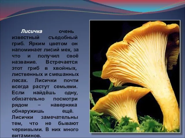 Лисичка очень известный съедобный гриб. Ярким цветом он напоминает лисий мех, за