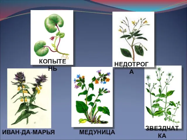 КОПЫТЕНЬ НЕДОТРОГА ИВАН-ДА-МАРЬЯ МЕДУНИЦА ЗВЕЗДЧАТКА