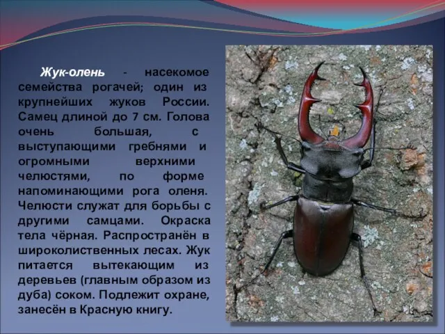 Жук-олень - насекомое семейства рогачей; один из крупнейших жуков России. Самец длиной