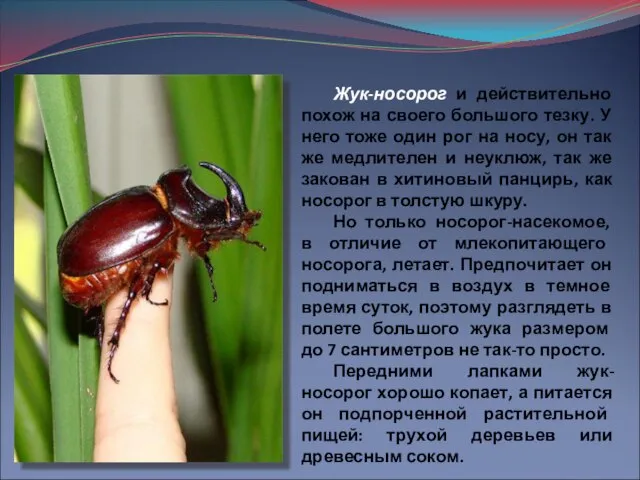 Жук-носорог и действительно похож на своего большого тезку. У него тоже один