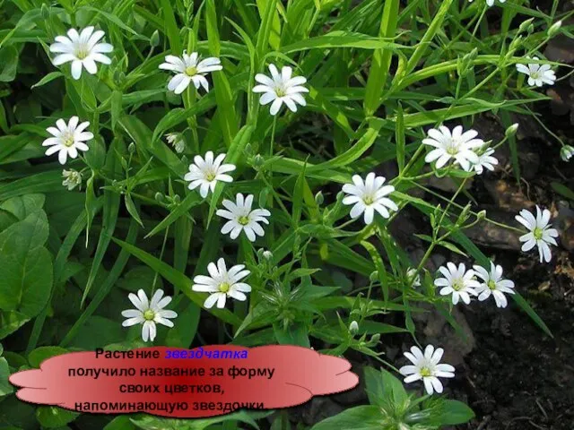 Растение звездчатка получило название за форму своих цветков, напоминающую звездочки.