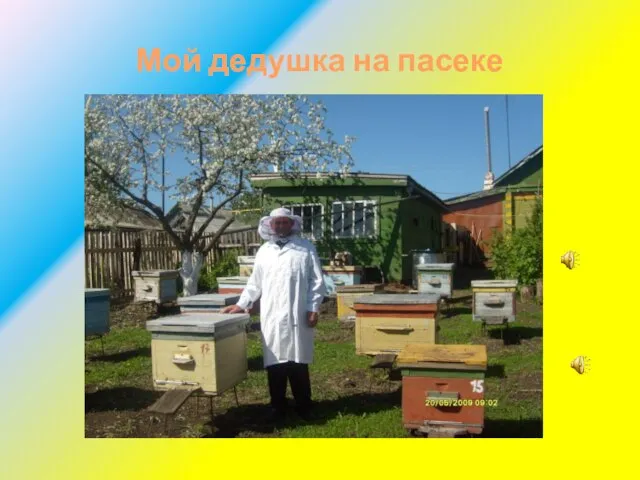 Мой дедушка на пасеке