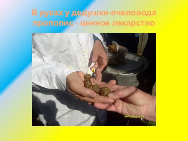 В руках у дедушки-пчеловода прополис - ценное лекарство