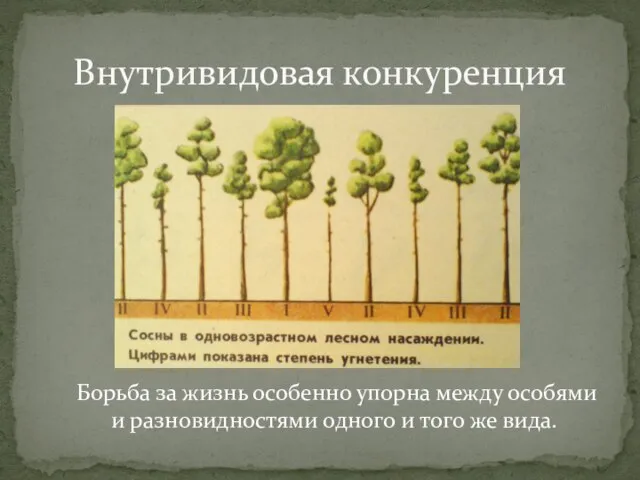 Внутривидовая конкуренция Борьба за жизнь особенно упорна между особями и разновидностями одного и того же вида.