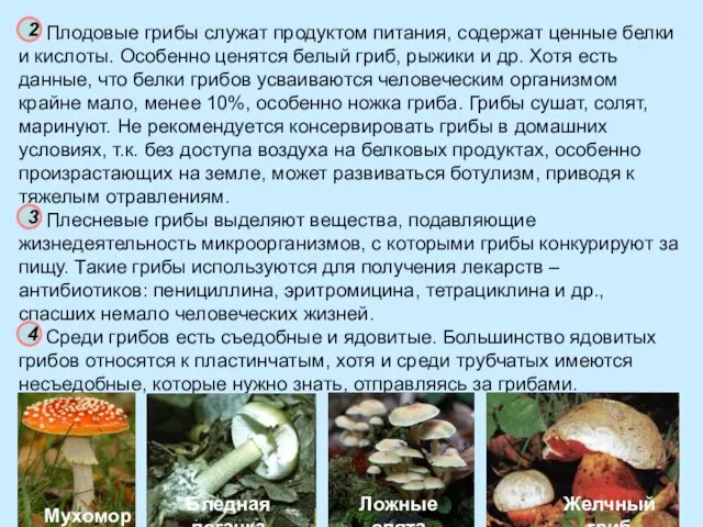 Плодовые грибы служат продуктом питания, содержат ценные белки и кислоты. Особенно ценятся