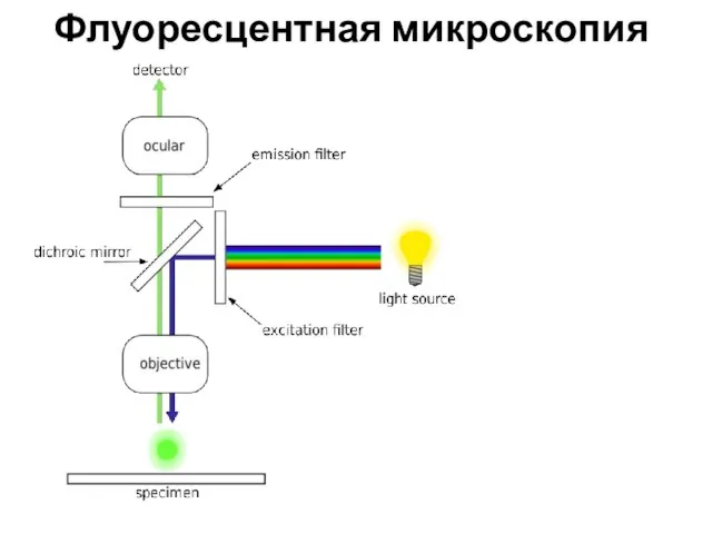 Флуоресцентная микроскопия