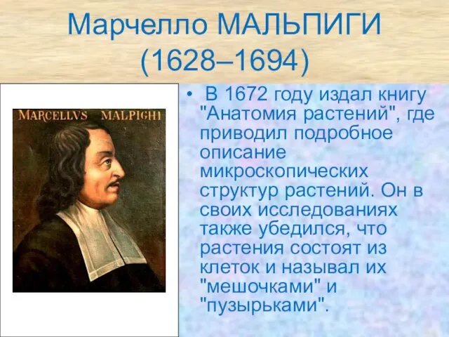 Марчелло МАЛЬПИГИ (1628–1694) В 1672 году издал книгу "Анатомия растений", где приводил