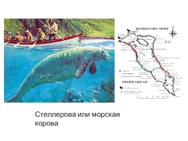 Стеллерова или морская корова