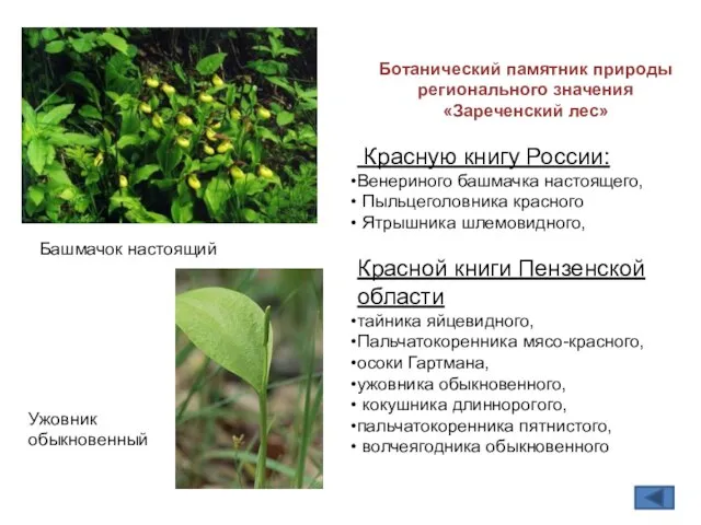 Башмачок настоящий Ботанический памятник природы регионального значения «Зареченский лес» Красную книгу России: