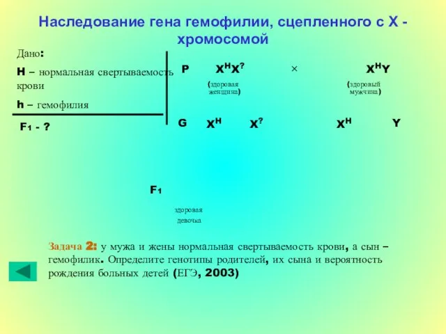 Наследование гена гемофилии, сцепленного с Х - хромосомой Дано: H – нормальная