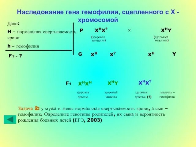 Наследование гена гемофилии, сцепленного с Х - хромосомой Дано: H – нормальная