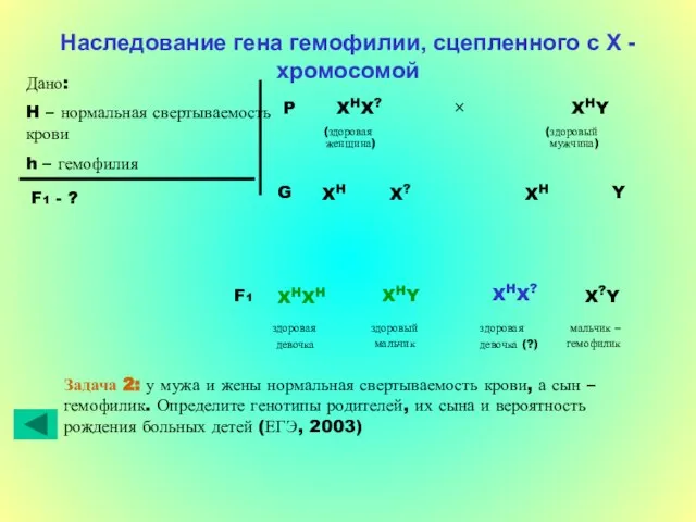 Наследование гена гемофилии, сцепленного с Х - хромосомой Дано: H – нормальная