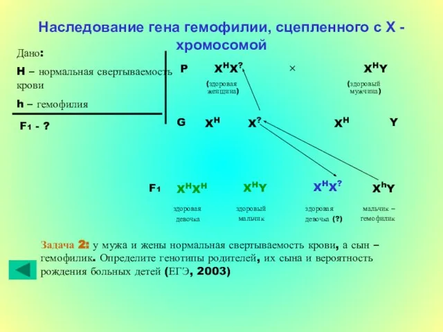 Наследование гена гемофилии, сцепленного с Х - хромосомой Дано: H – нормальная