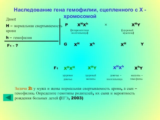 Наследование гена гемофилии, сцепленного с Х - хромосомой Дано: H – нормальная