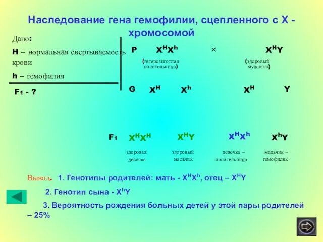 Наследование гена гемофилии, сцепленного с Х - хромосомой Дано: H – нормальная