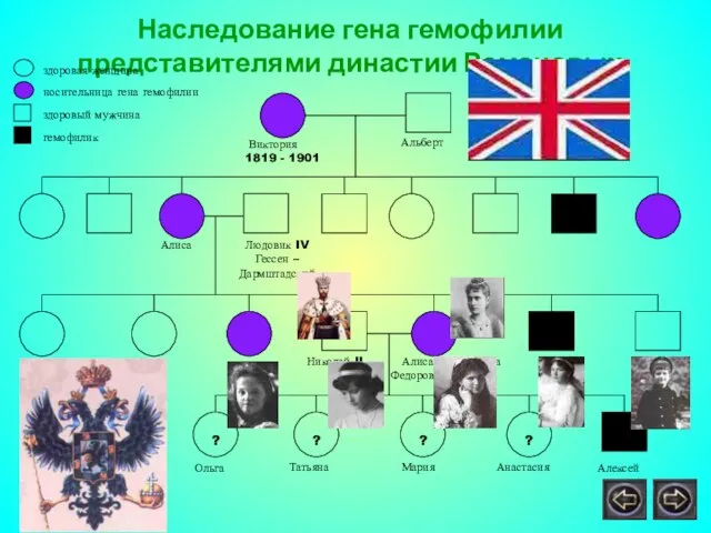 Наследование гена гемофилии представителями династии Романовых Виктория 1819 - 1901 Алиса Людовик