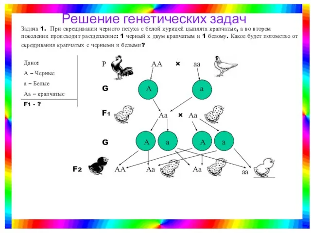 Задача 1. При скрещивании черного петуха с белой курицей цыплята крапчатые, а