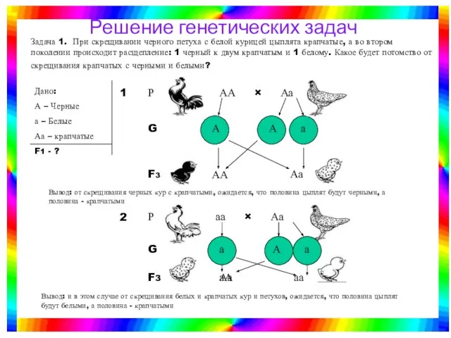 Задача 1. При скрещивании черного петуха с белой курицей цыплята крапчатые, а