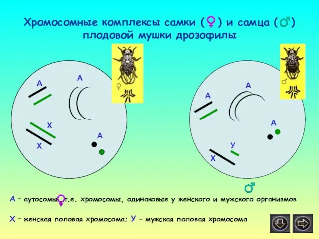 А А А А А А Х Х Х У Хромосомные комплексы