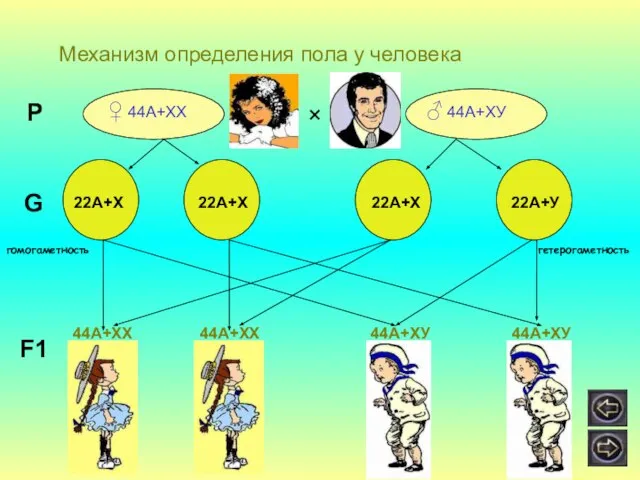 Механизм определения пола у человека ♀ 44А+ХХ ♂ 44А+ХУ × Р G