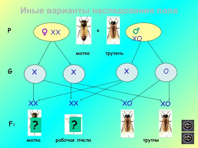 Иные варианты наследования пола ♀ ХХ ♂ ХО матка трутень Р ×