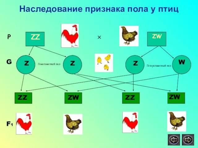 Наследование признака пола у птиц Р ZZ ZW × Z Z Z