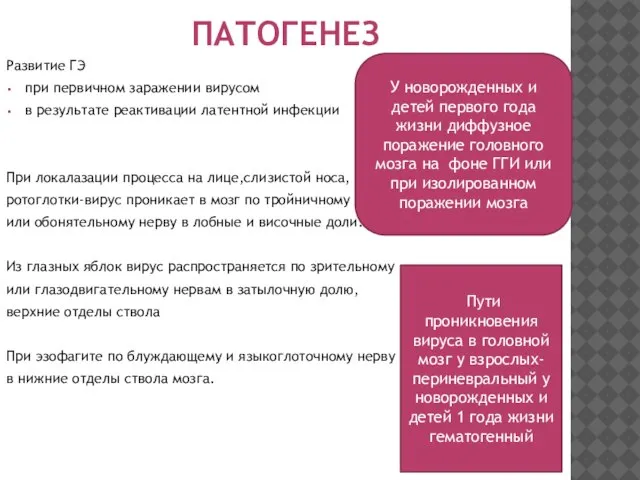 ПАТОГЕНЕЗ Развитие ГЭ при первичном заражении вирусом в результате реактивации латентной инфекции